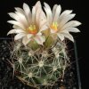 Escobaria_zilziana_ 1